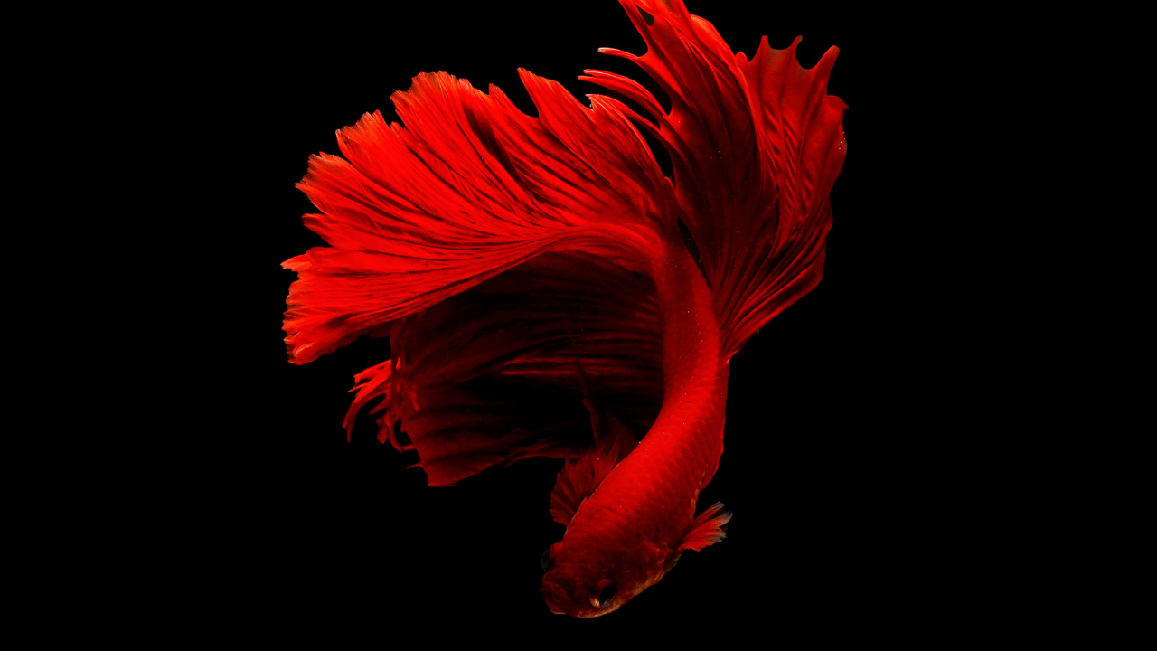 {"text":"Yenilik Startup’lardan,  Dönüşüm İş Bİrlİğİnden...","font_size":"2","color":"#ffffff","align":"flex-start","padding":"20"}